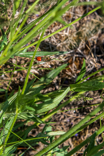 close up of the wild vegetation on a field with a ladybug on a leaf