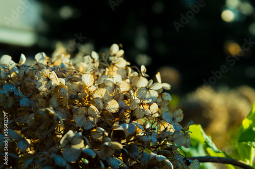 Hydrangea arborescens: dry Hydrangea flowers _ a group of flowers with sunlight reflection © HoudaOuns