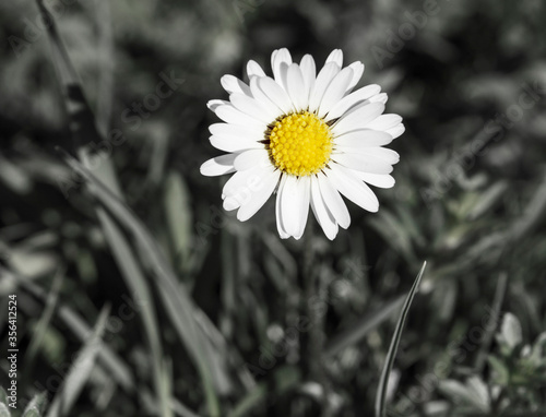 Daisy Asteraceae _ white petal and yellow center in a black and gray packground photo