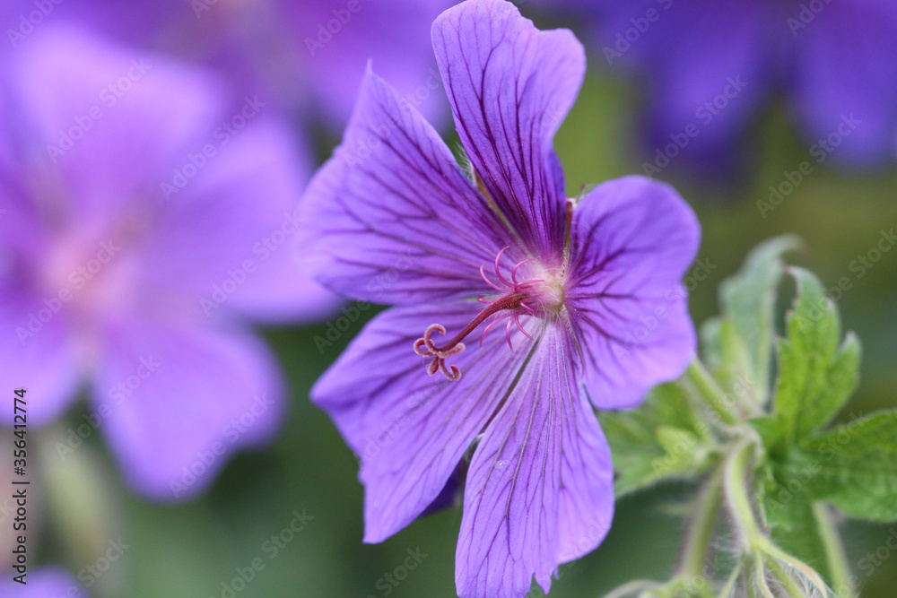 Geranium x magnificum - blühender Pracht-Storchschnabel Geranium x magnificum - blühender Pracht-Storchschnabel