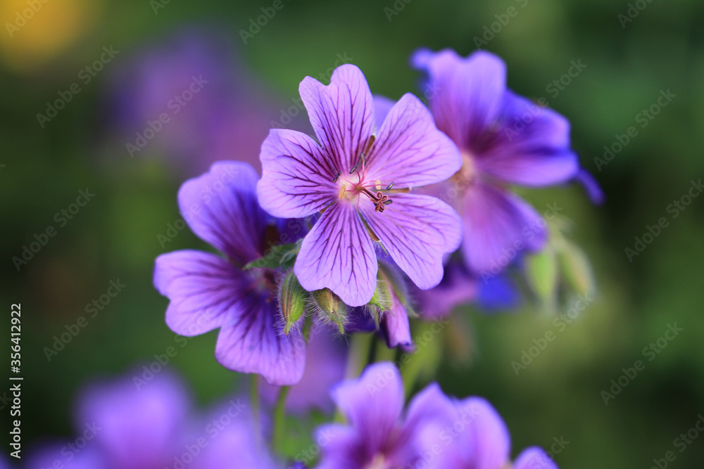 Geranium x magnificum - blühender Pracht-Storchschnabel Geranium x magnificum - blühender Pracht-Storchschnabel