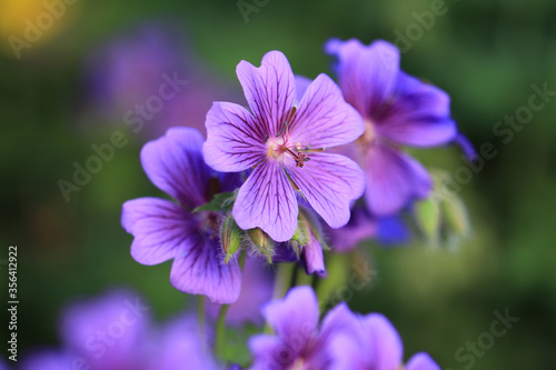 Geranium x magnificum - blühender Pracht-Storchschnabel 