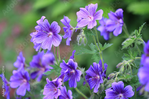 Geranium x magnificum - blühender Pracht-Storchschnabel 