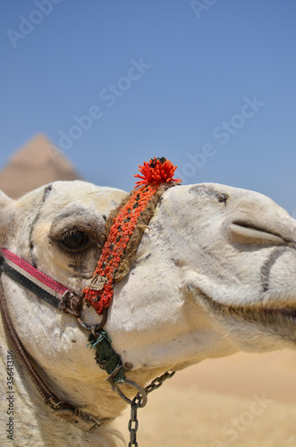 エジプトギザのピラミッドの観光客相手に働くラクダ