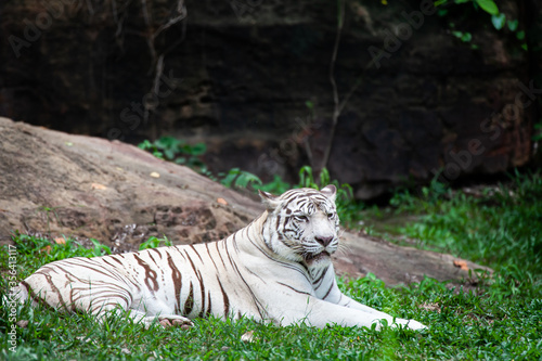 The white tiger  bleached tiger.