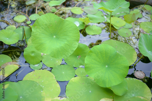 Lotus leaves with drops of water
