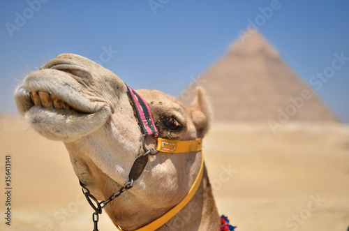 エジプトギザのピラミッドの観光客相手に働くラクダ
