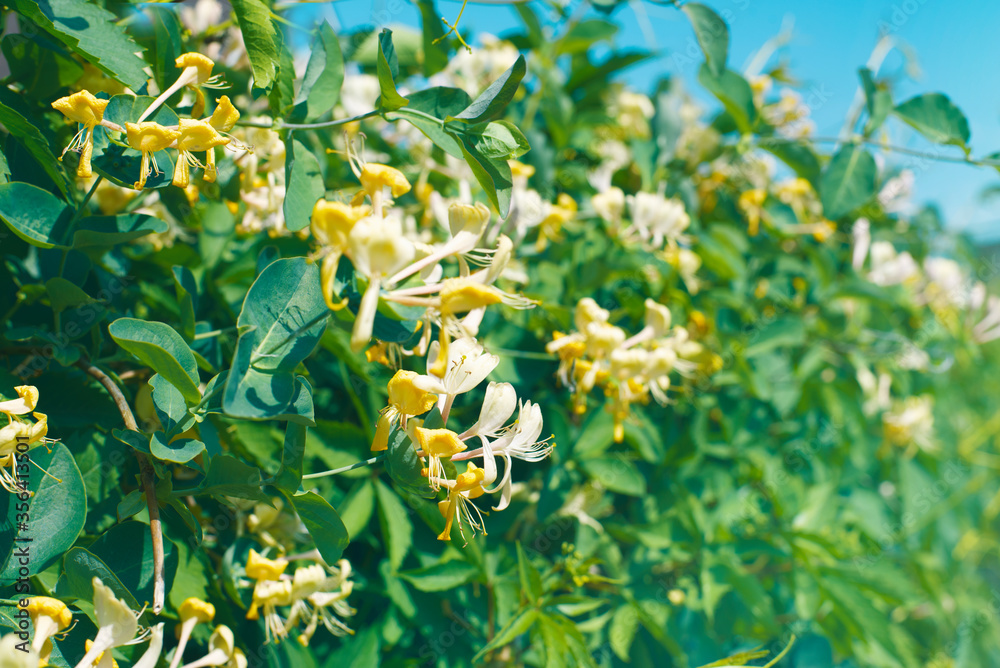 Yellow honeysuckle in the garden. Summer background. Yellow honeysuckle in the garden. Summer background.
