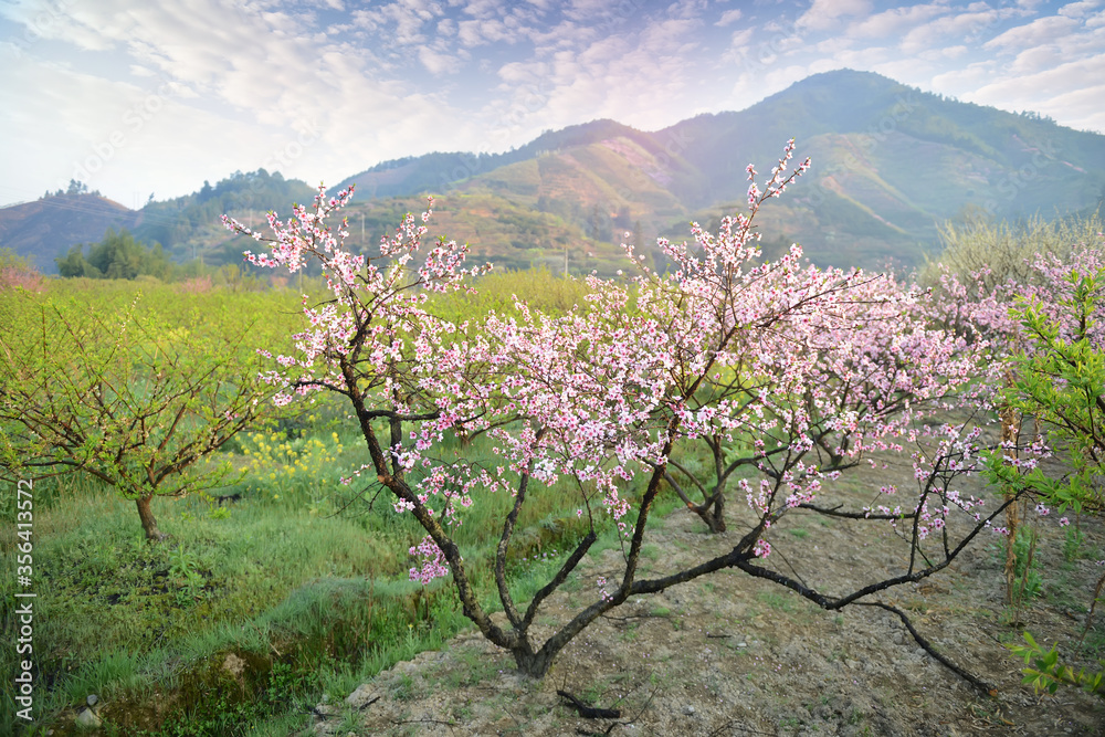 Rural landscape,Peach Blossom in moutainous area in shaoguan district, guangdong province, China Rural landscape,Peach Blossom in moutainous area in shaoguan district, guangdong province, China