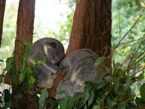 Sleeping koalas