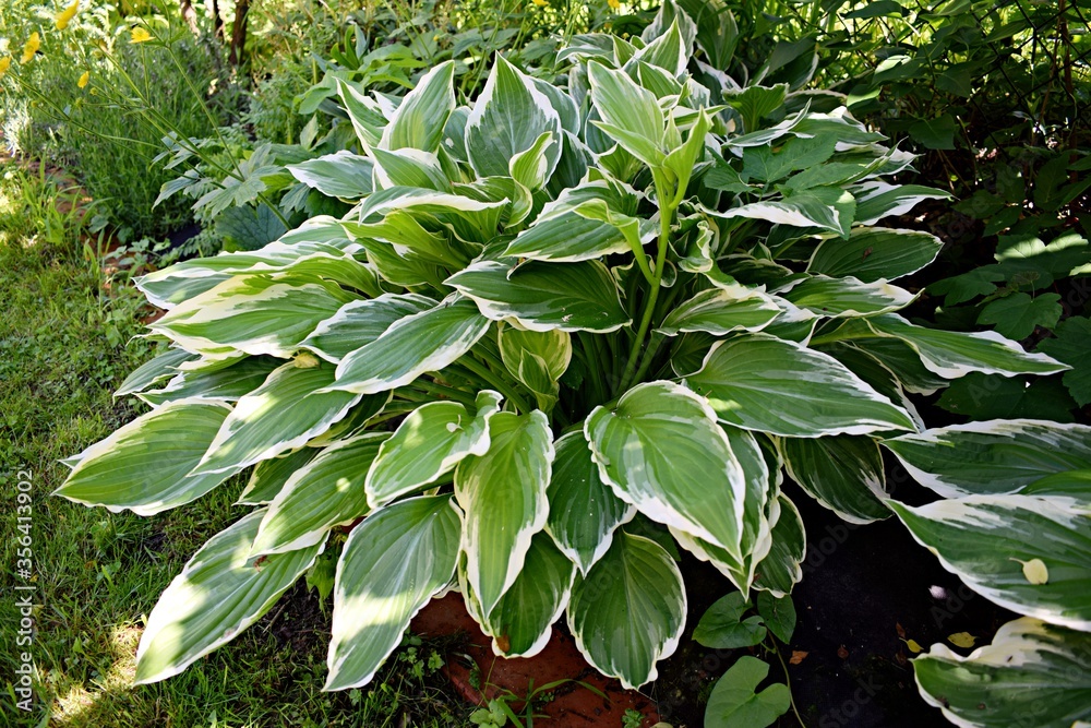 Light Hosta with delicate greenish white leaves Light Hosta with delicate greenish white leaves