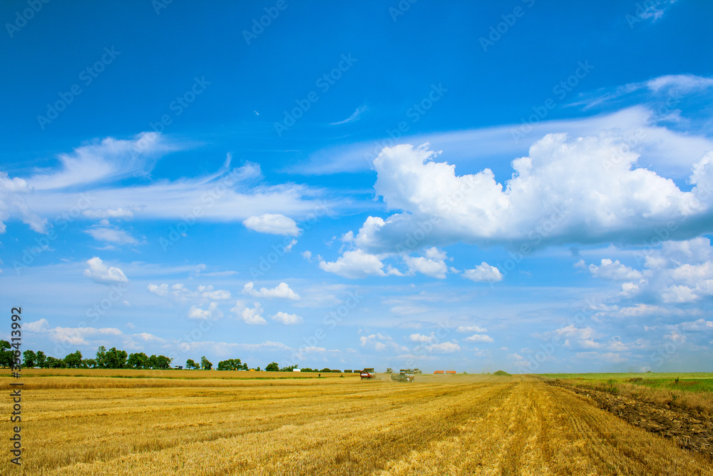 A field with mown grain wheat rye barley and a beautiful sky landscape