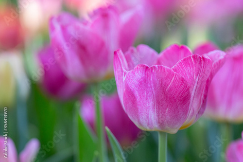 Tulips flower in Tulip field.