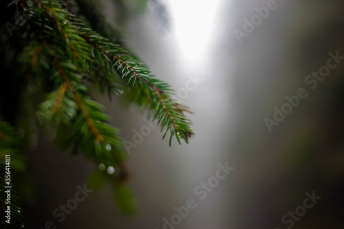 Coniferous branch in the forest  fog  dark background  raindrops on needles  pine  Christmas tree