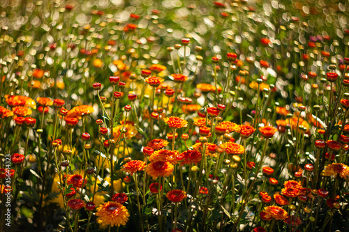 Flowers colorful in the garden soft and select select focus.