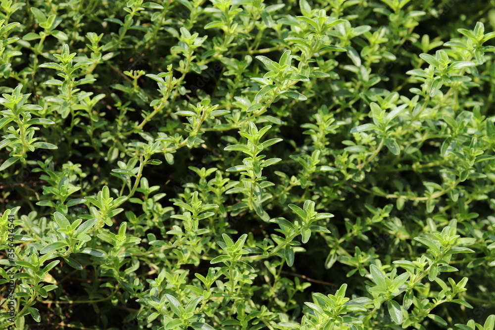 Thymus serpyllum, creeping thyme grows thickly in a herb garden. Thymus serpyllum, creeping thyme grows thickly in a herb garden.
