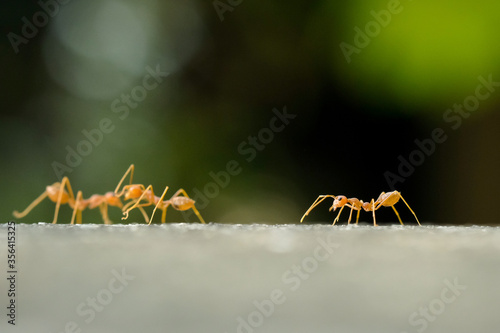 Close-Up Of Red Ant On Leaf © panyawatt