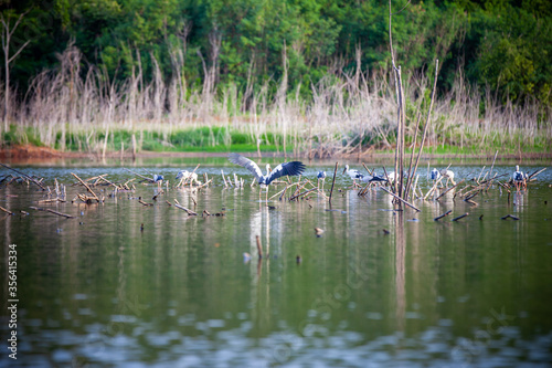 Asian openbill or Asian openbill stork on trees in the nature.