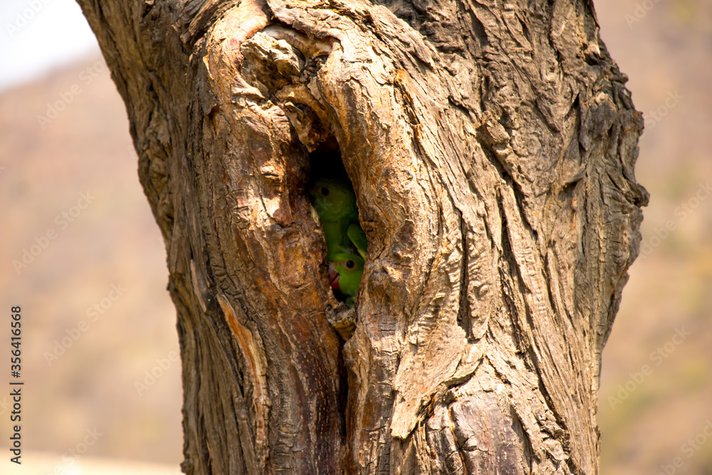 Image of baby parrot waiting for their mother Image of baby parrot waiting for their mother