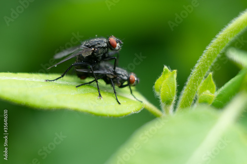 Two flies macro photo