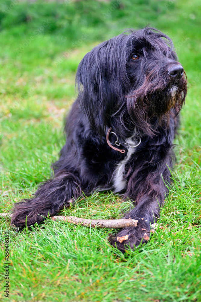 Black dog with long hair and a stick.