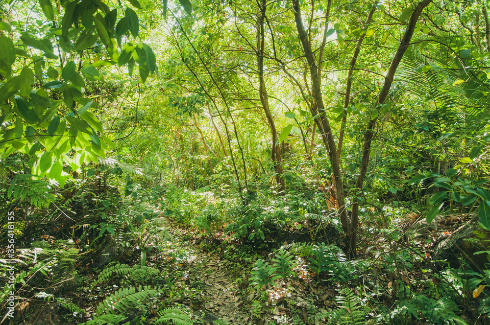 Obraz premium Dense jungle in the tropical forest in Seychelles