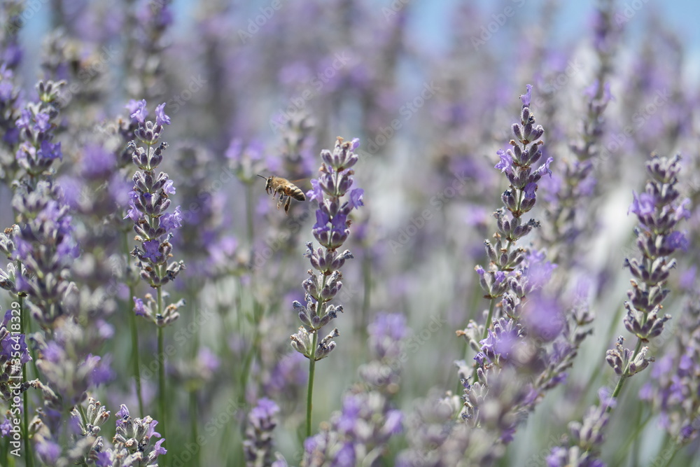Obraz premium lavender in the field