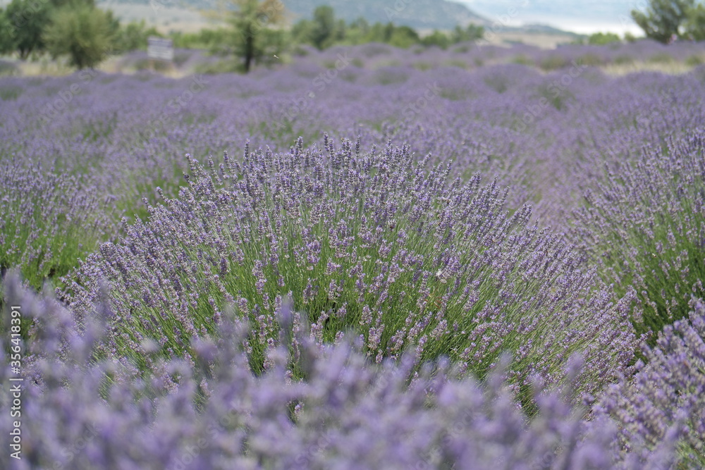 lavender field in kuyucak ısparta turkey