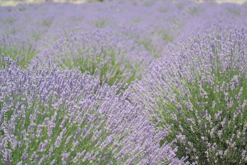 lavender field in kuyucak   sparta turkey