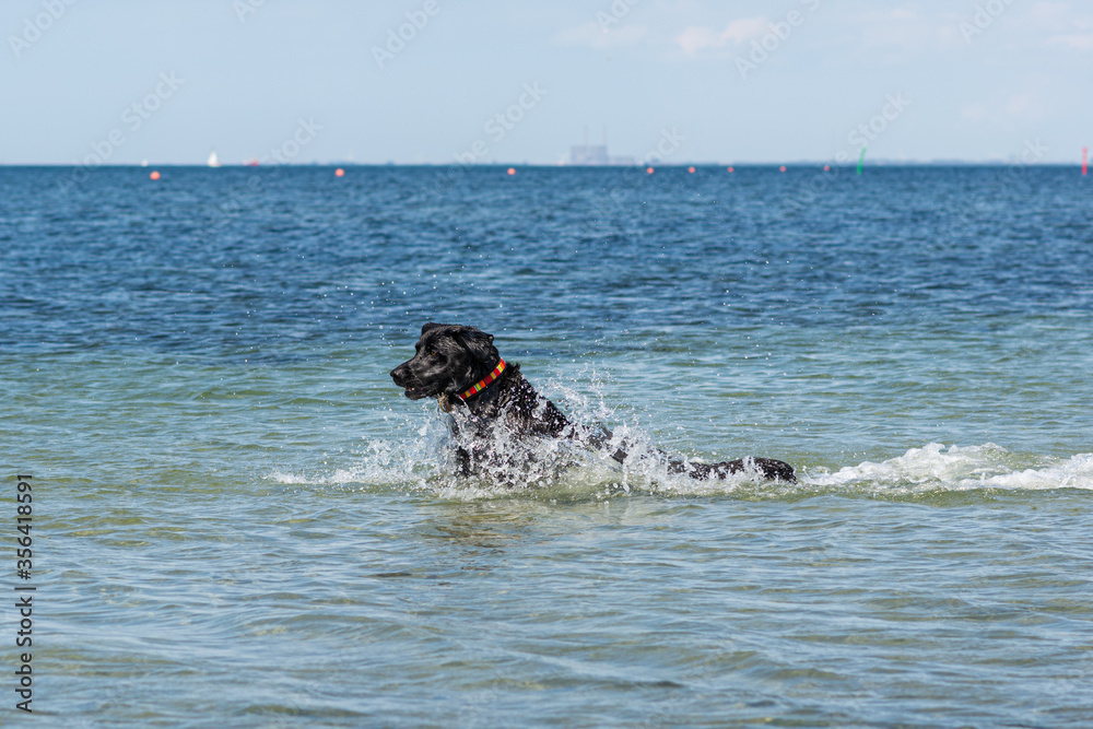 A happy and playful black labrador retriever dog swim and play in the ocean. Blue ocean and water splash as background A happy and playful black labrador retriever dog swim and play in the ocean. Blue ocean and water splash as background