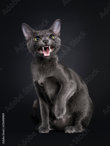 Принти на полотні Beautiful female Korat cat, sitting side ways