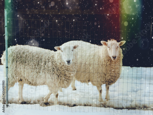 Sheep farm in winter