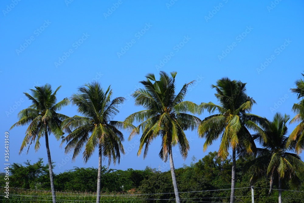Palm tree in the Lake, Coconut tree, Kutch, Gujarat, India Palm tree in the Lake, Coconut tree, Kutch, Gujarat, India