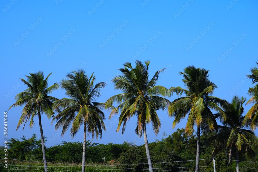 Palm tree in the Lake, Coconut tree, Kutch, Gujarat, India