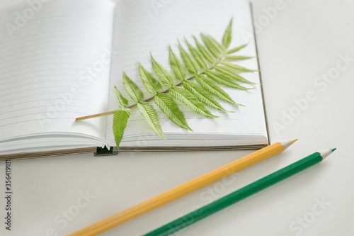 color pencils notepad and green twig on a white wooden background
