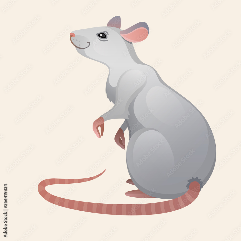 Fototapeta premium Vector illustration of the mouse. White rat.