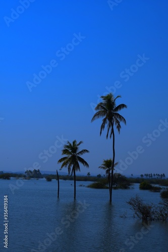 Palm tree in the Lake, Coconut tree, Kutch, Gujarat, India © Sagar Rajgor