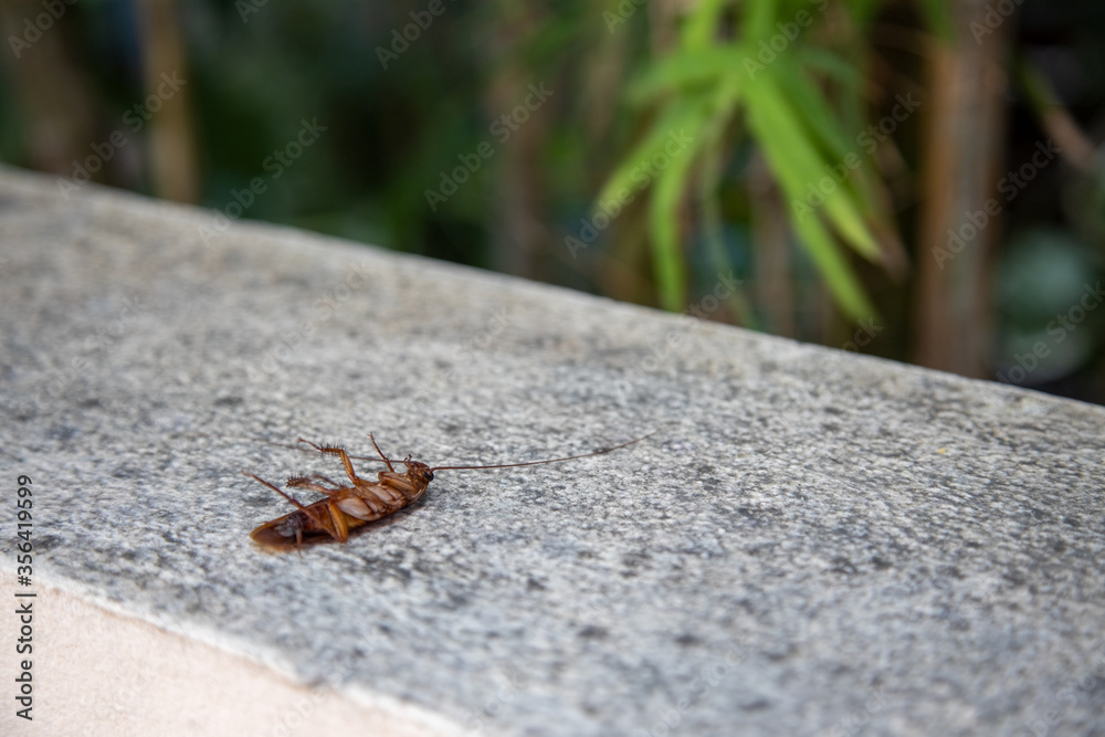 big dead orange cockroach lies paws up poisoned by chemical anti-insect repellents big dead orange cockroach lies paws up poisoned by chemical anti-insect repellents