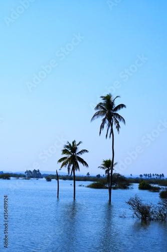 Fototapeta Naklejka Na Ścianę i Meble -  Palm tree in the Lake, Coconut tree, Kutch, Gujarat, India