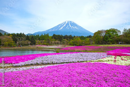 Fototapeta Naklejka Na Ścianę i Meble -  The Shibazakura Festival in Motosu, Fujikawaguchiko, Yamanashi, Japan where beautiful pink phlox moss is grown and with Mount Fuji in the background.