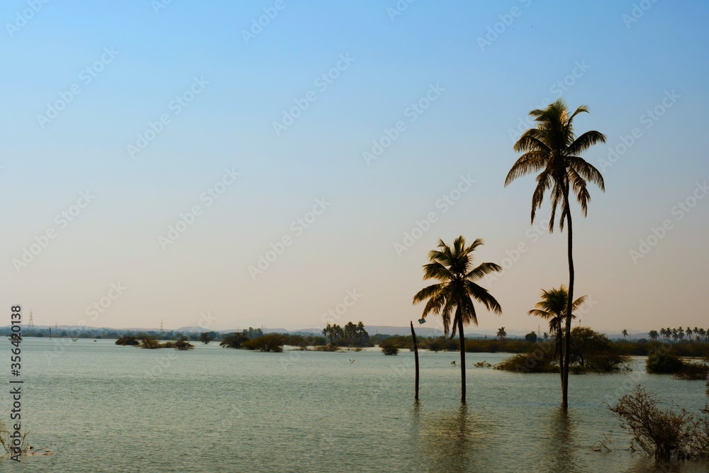 Obraz premium Palm tree in the Lake, Coconut tree, Kutch, Gujarat, India