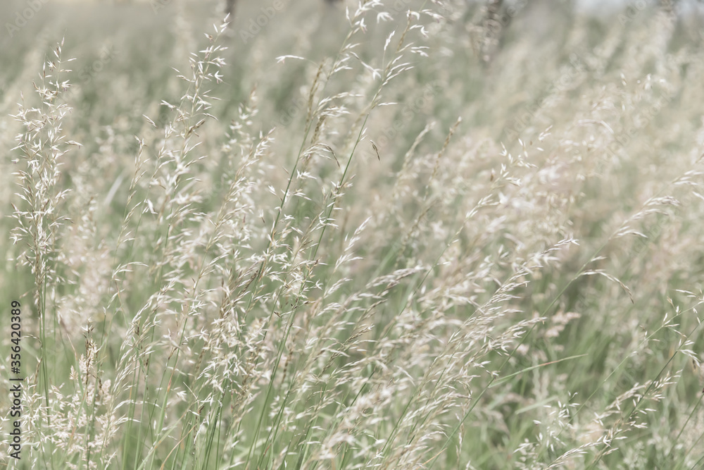Grass field on blurred background in sun light