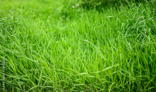 Fresh green grass as background. Selective focus with shallow depth of field.