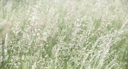 Grass field on blurred background in sun light © misu
