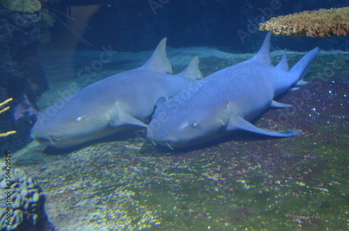 nurse sharks resting in a cave on the seafloor
