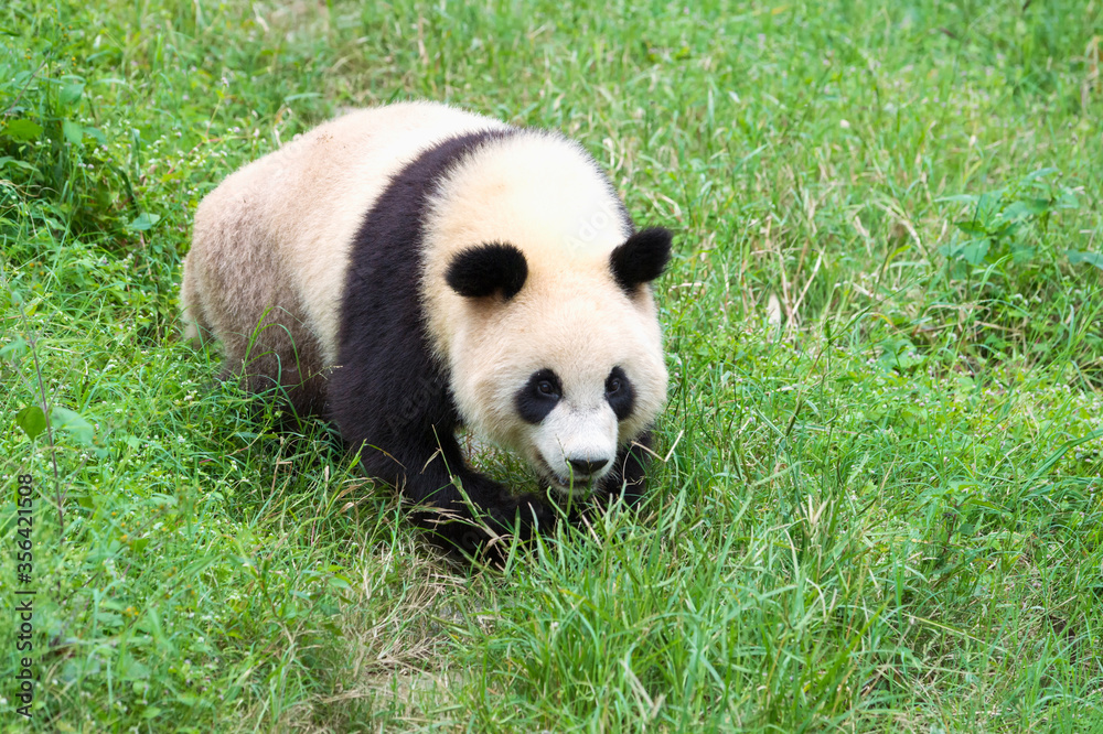Naklejka premium Adult giant Panda (Ailuropoda melanoleuca), Chengdu, Sichuan, China