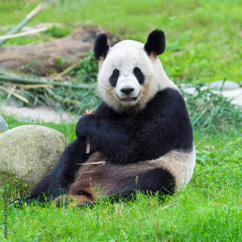 Adult giant Panda  Ailuropoda melanoleuca   Chengdu  Sichuan  China