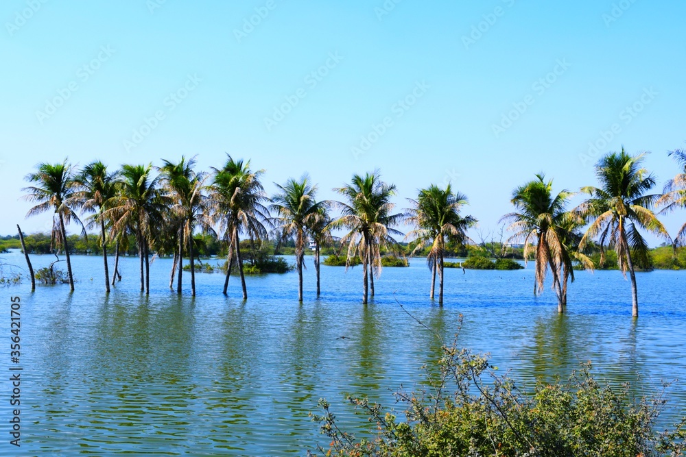 Palm tree in the Lake, Coconut tree, Kutch, Gujarat, India