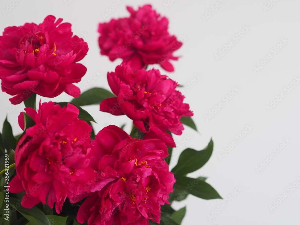 Spring flower background.Greeting card with space for text.Maroon or red peony flowers on a gray background.