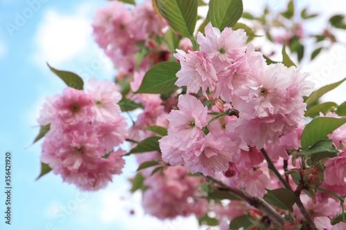 Blossoming pink sakura tree outdoors on spring day, closeup